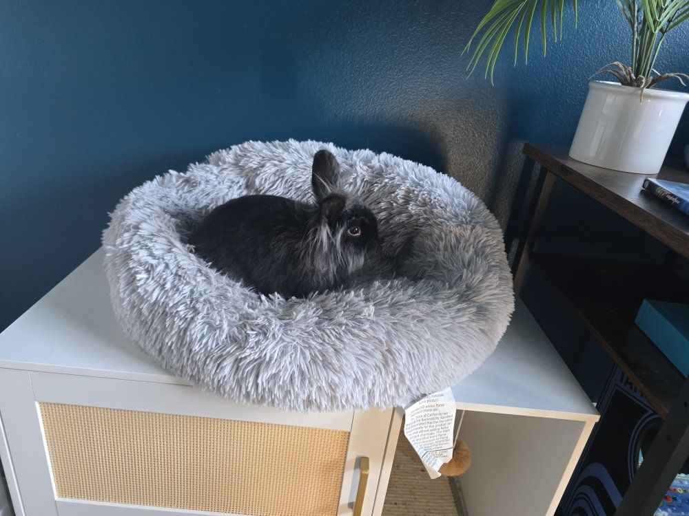 Lionhead Rabbit