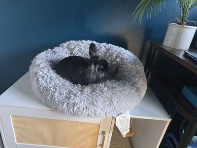 Lionhead Rabbit