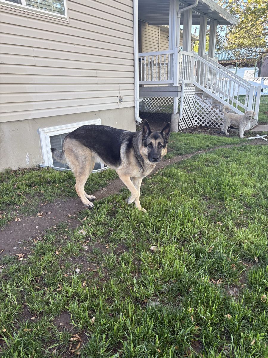 German Shepherd, six years old