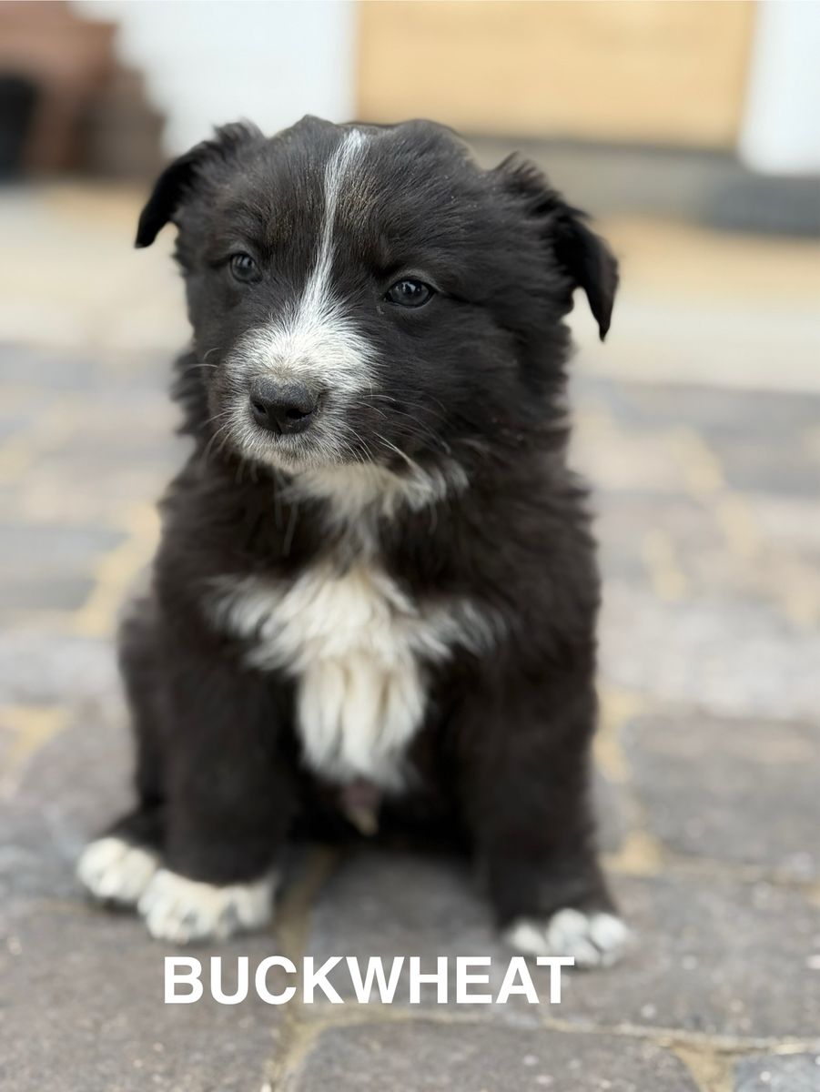 Border Collie/ mini aussie