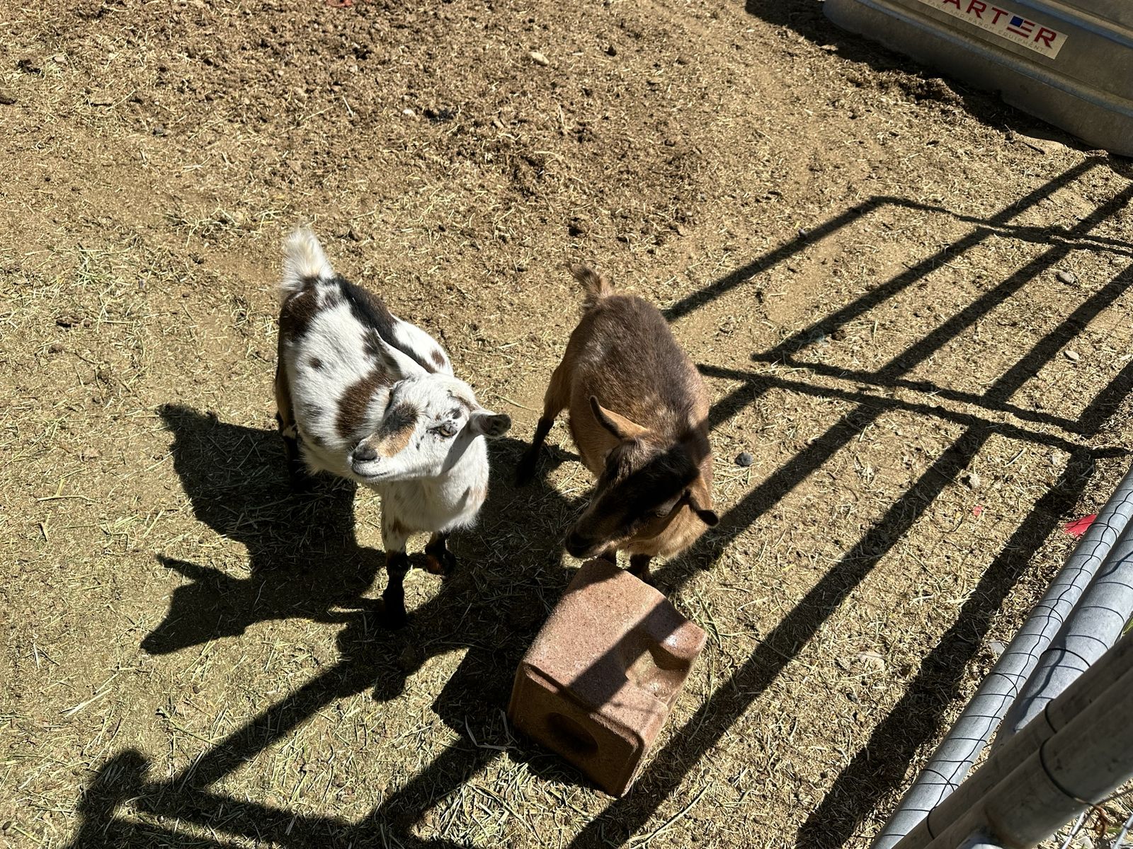 Nigerian Female Goat Pair
