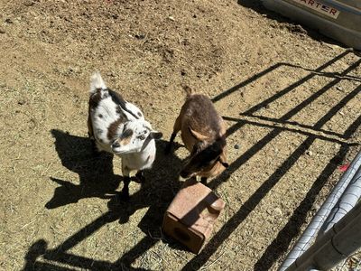 Nigerian Female Goat Pair
