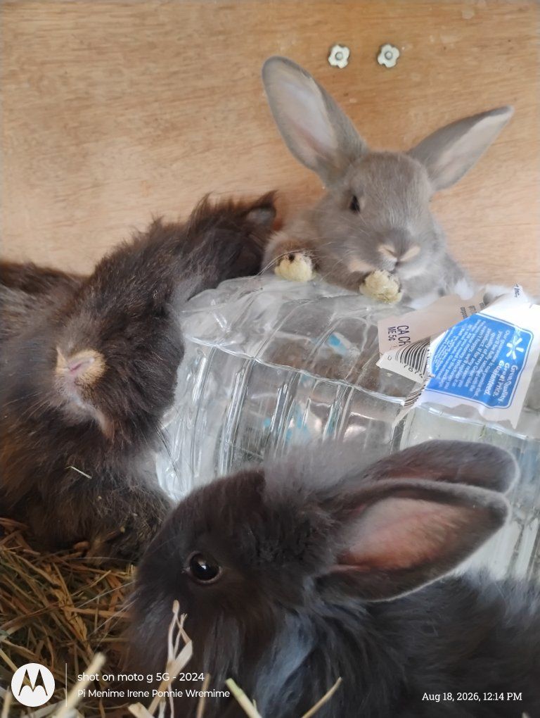 July baby bunnies looking for loving homes 