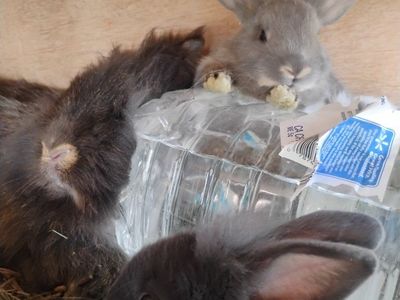 July baby bunnies looking for loving homes