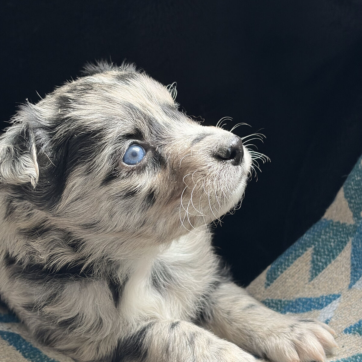 Australian shepard Puppies For Sale