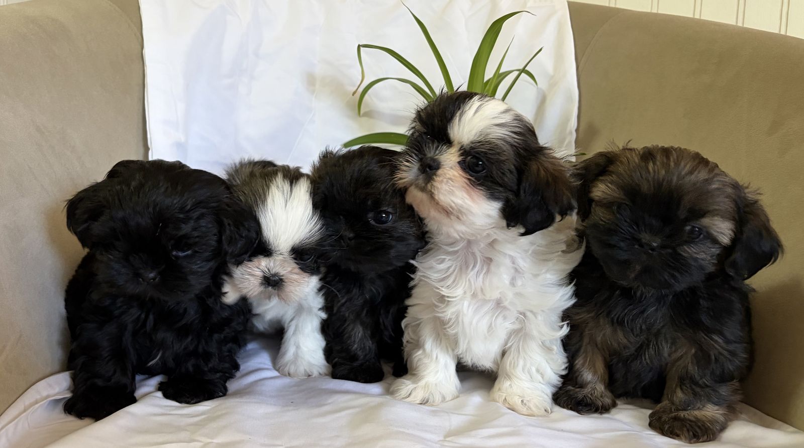 Shih Tzu