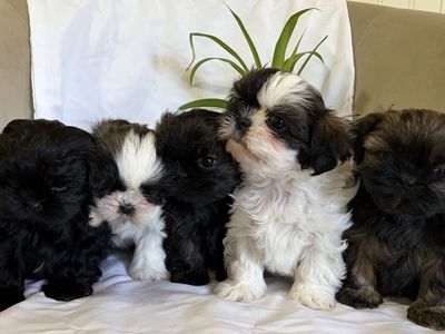 Shih Tzu