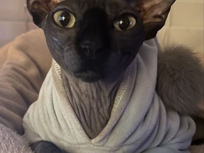 Sphynx cat