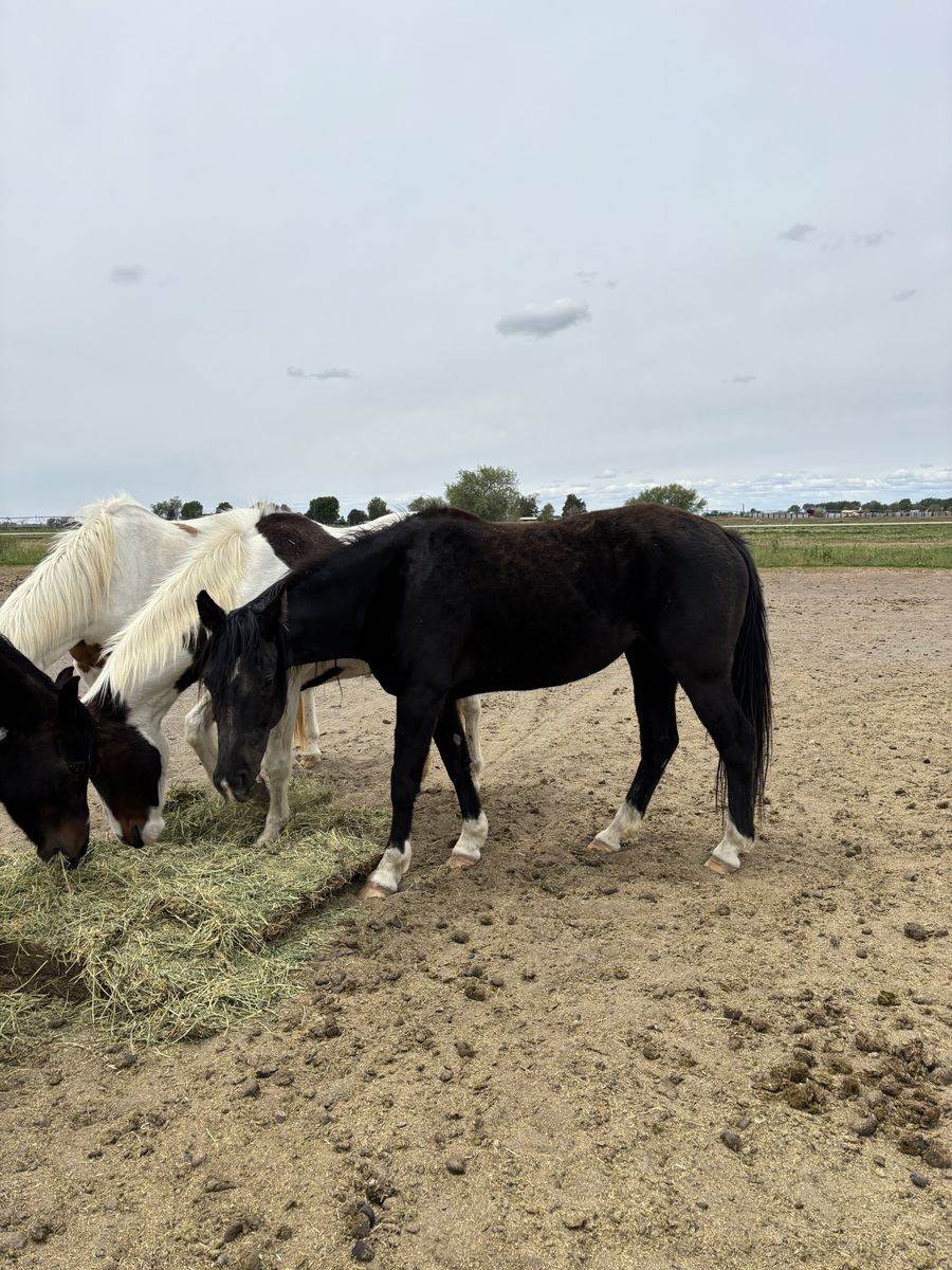 Black Grade Mare Project Horse