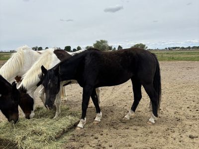 Black Grade Mare Project Horse