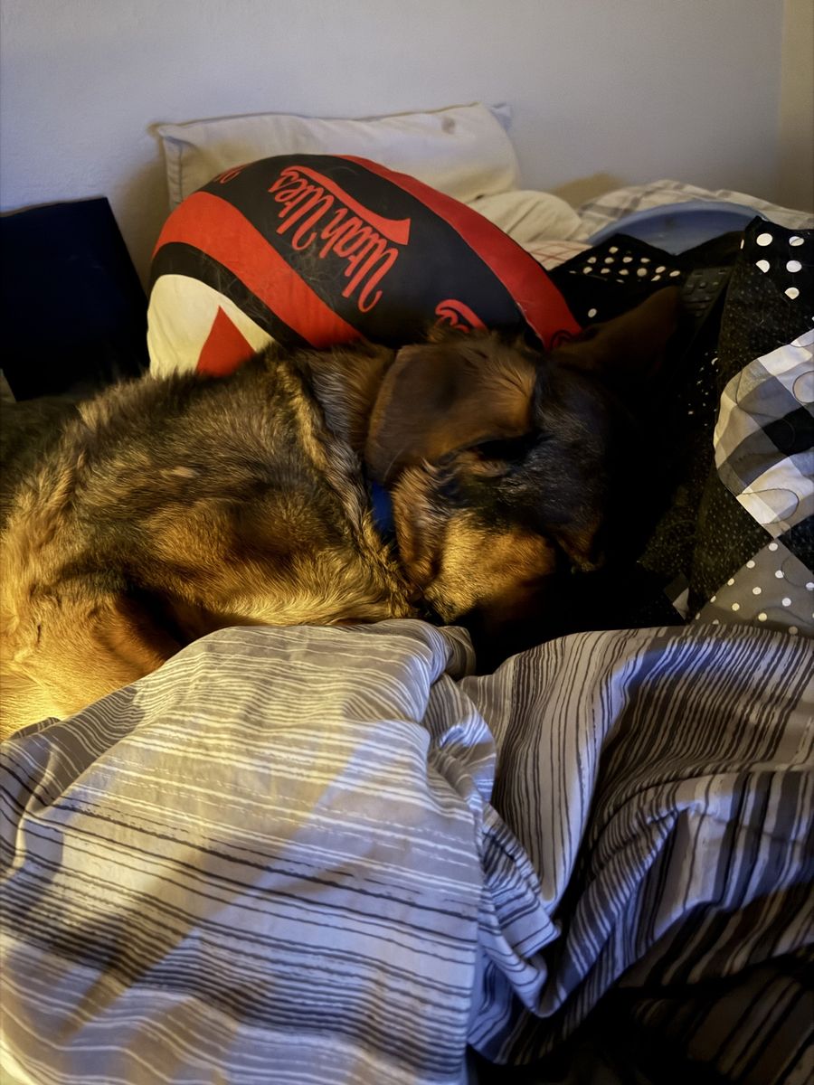 Milo - A Loyal and Loving Companion Ready for His Forever Home