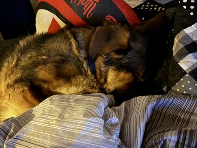 Milo - A Loyal and Loving Companion Ready for His Forever Home