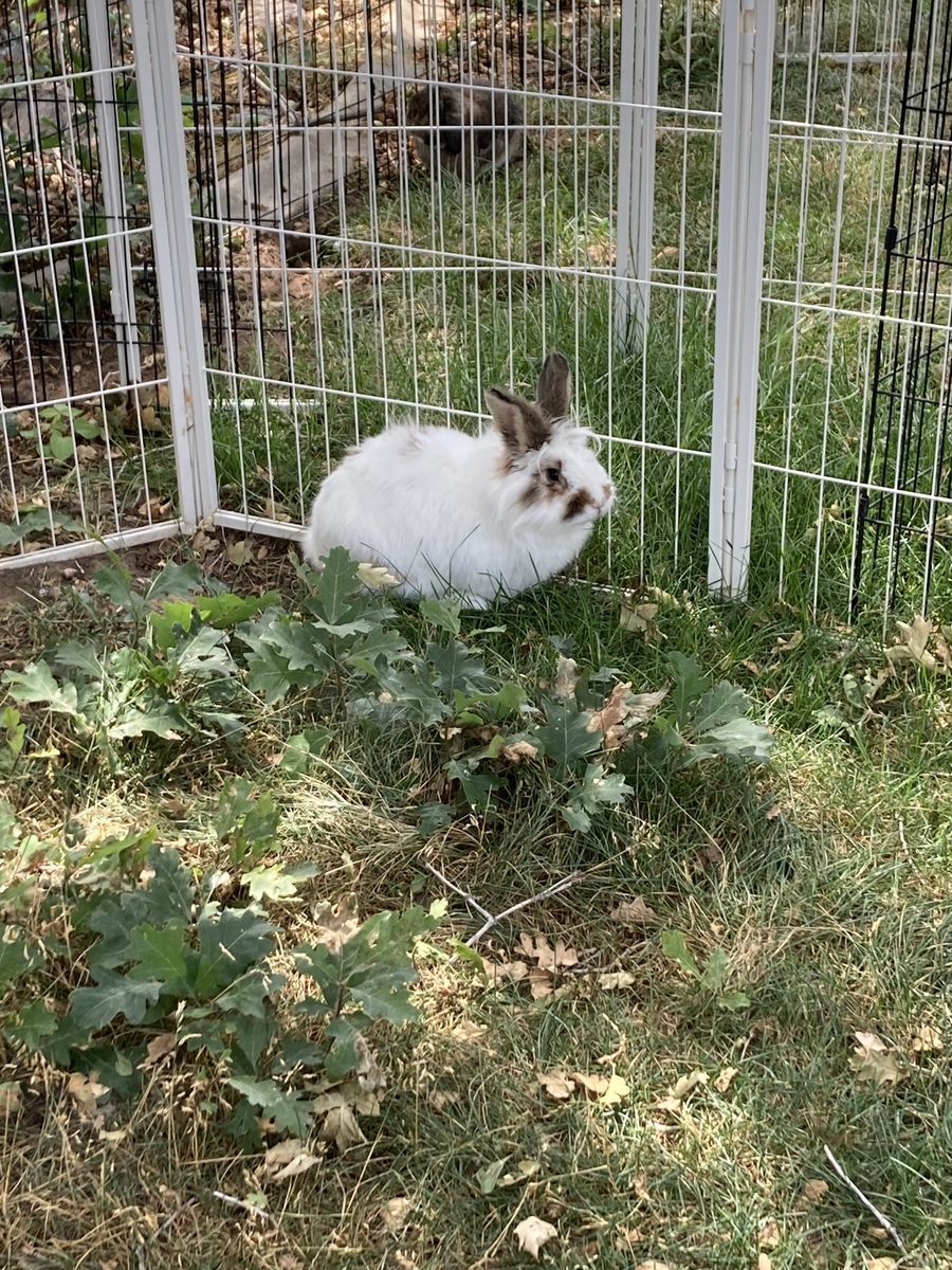 Cute male lionhead mix bunny