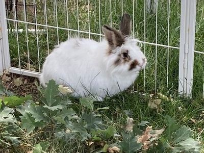 Cute male lionhead mix bunny
