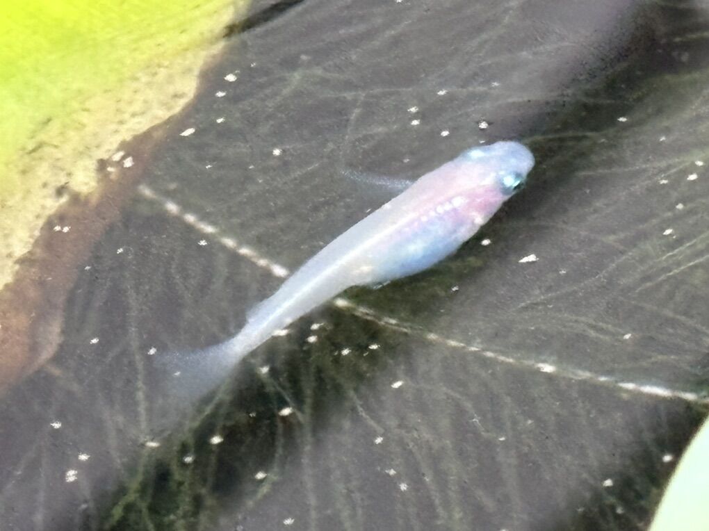 Pearl Medaka/ Ricefish Home Bred