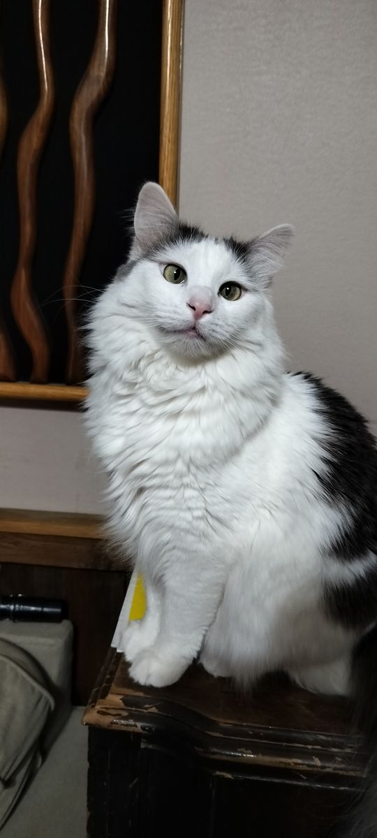 lost Cat reward if found