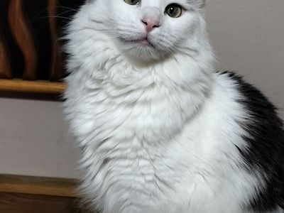 lost Cat reward if found