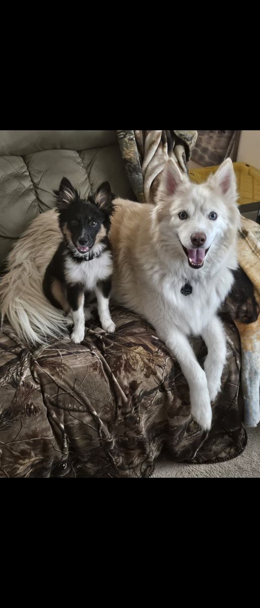Mini aussie