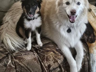 Mini aussie