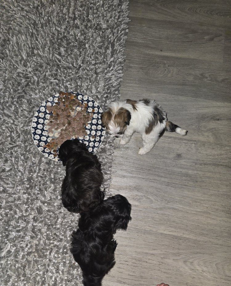 shorkie puppies shih tzu yorkie