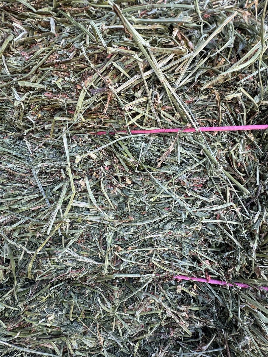 Alfalfa 2nd crop