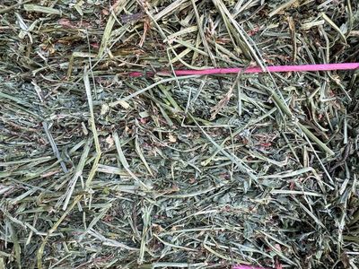 Alfalfa 2nd crop