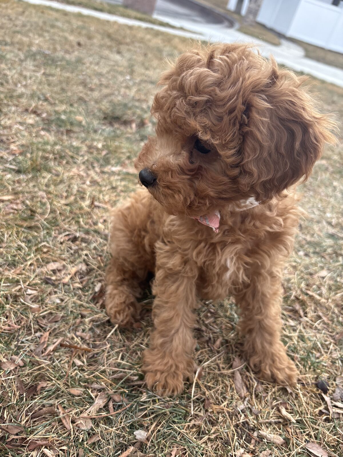 Cavapoo Puppies - Fur Babies 🩷️
