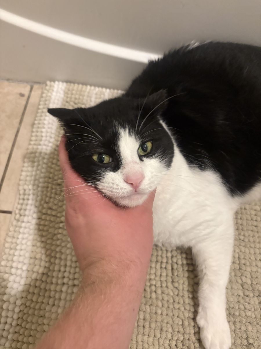 Black and White Tuxedo Cat pair