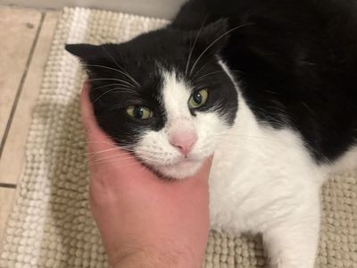 Black and White Tuxedo Cat pair