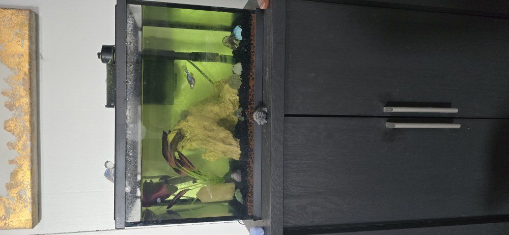 5gal tank w/10 gal stand &accessories