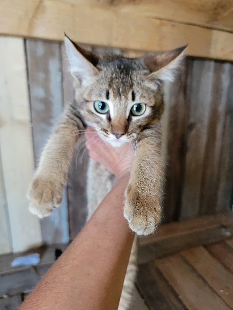 Chausie Lynx F2 Kittens 6 Males ( Jungle cat Dam and Savanna Sire  mix . ) 
(Ready now . 18 weeks old. )