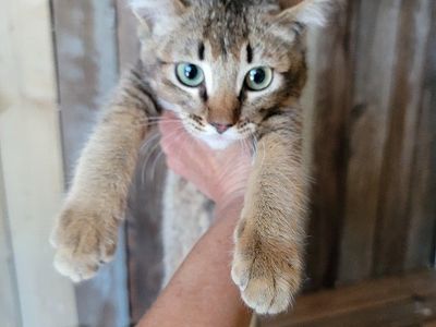 Chausie Lynx F2 Kittens 6 Males ( Jungle cat Dam and Savanna Sire mix . )
(Ready now . 18 weeks old. )