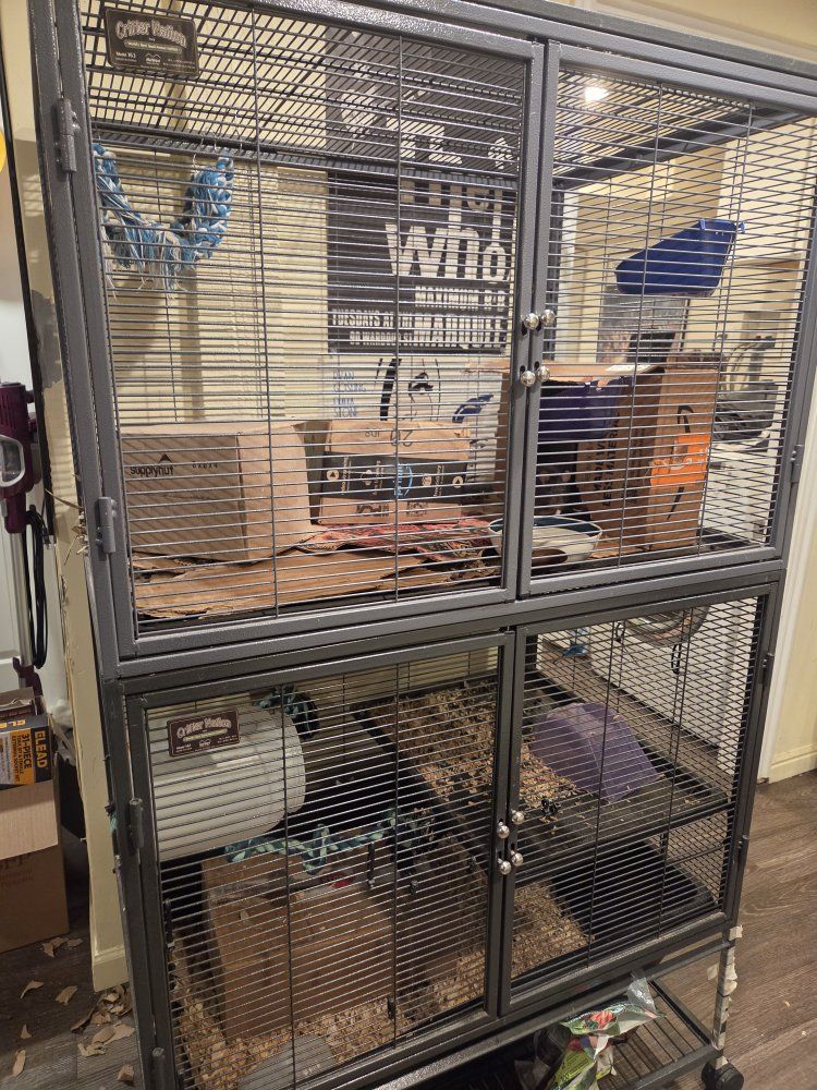 female rat and cage to good home