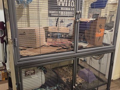 female rat and cage to good home