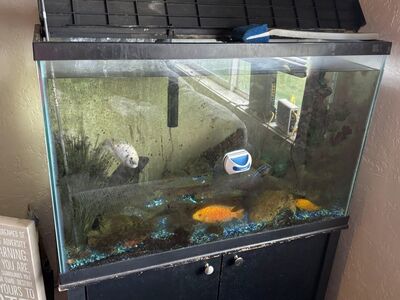 Fish tank