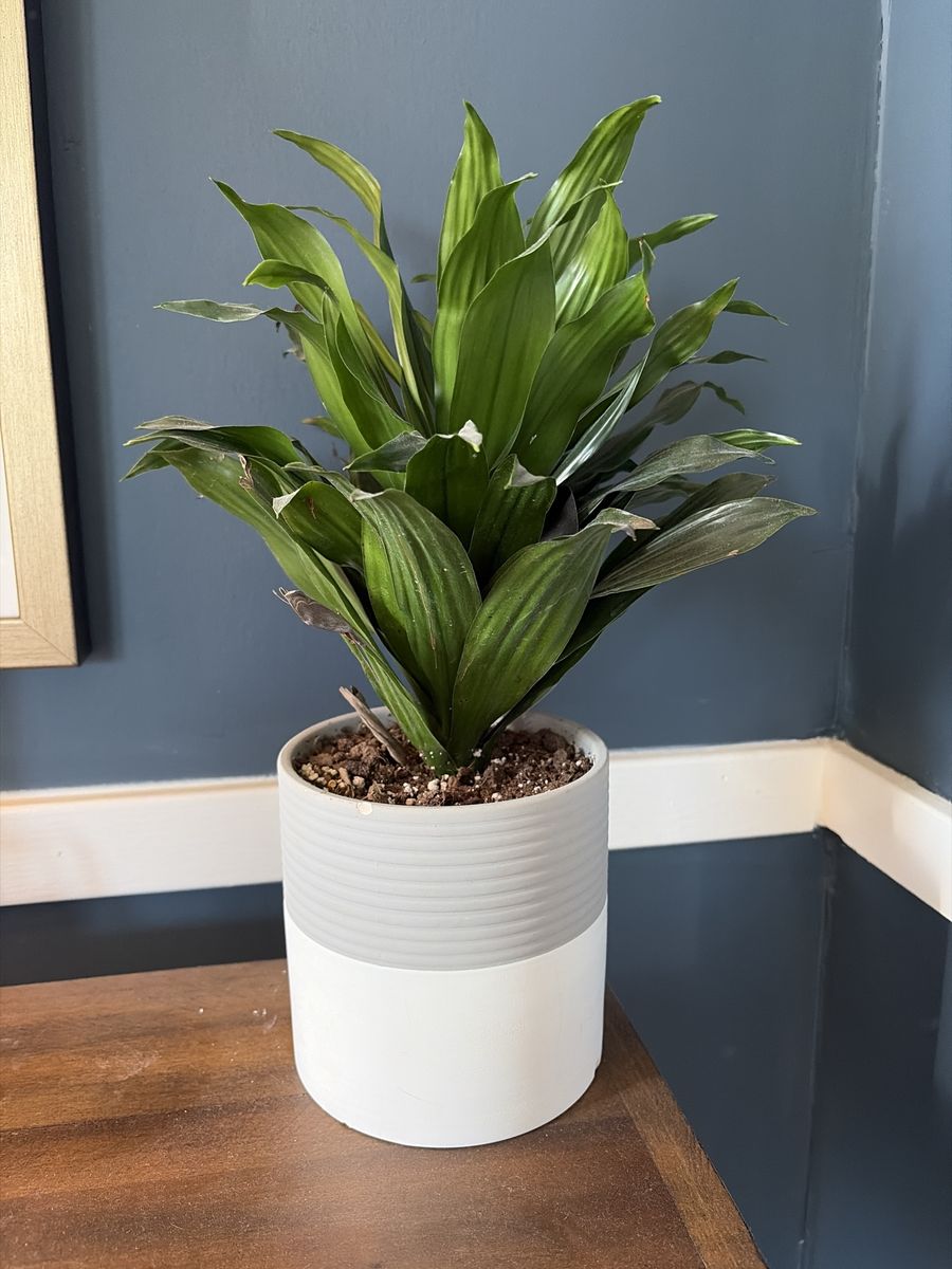 Lush Green Dracaena Plant in Modern Two-Tone Planter Pot - Healthy Houseplant