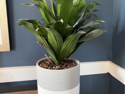 Lush Green Dracaena Plant in Modern Two-Tone Planter Pot - Healthy Houseplant
