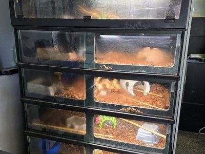 Snakes! And Cages. BOAS