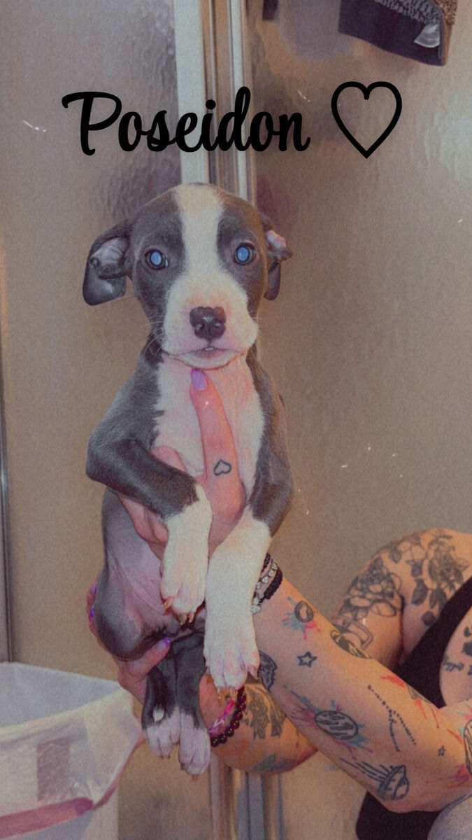 American Bully Puppies