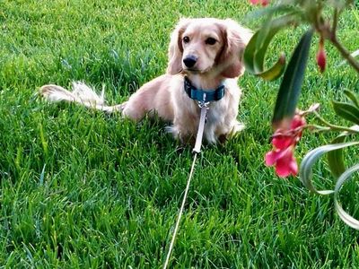 AKC Mini Cream Dachshund Stud