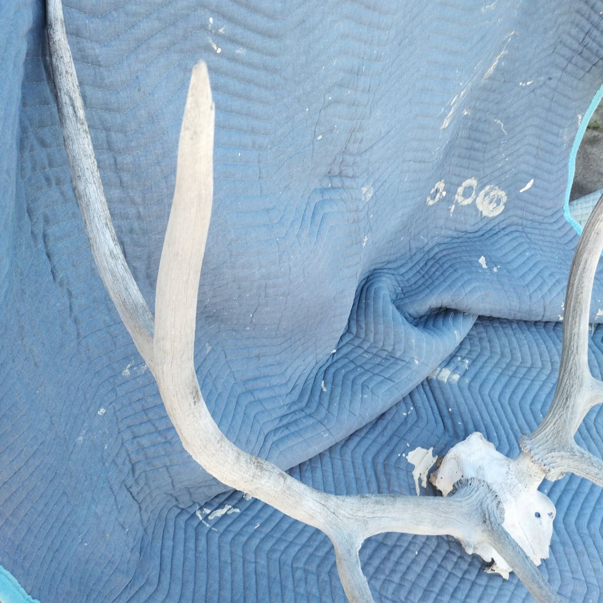 ELK ANTLER beautiful older Elk antlers horn antler