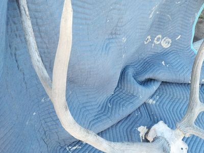 ELK ANTLER beautiful older Elk antlers horn antler