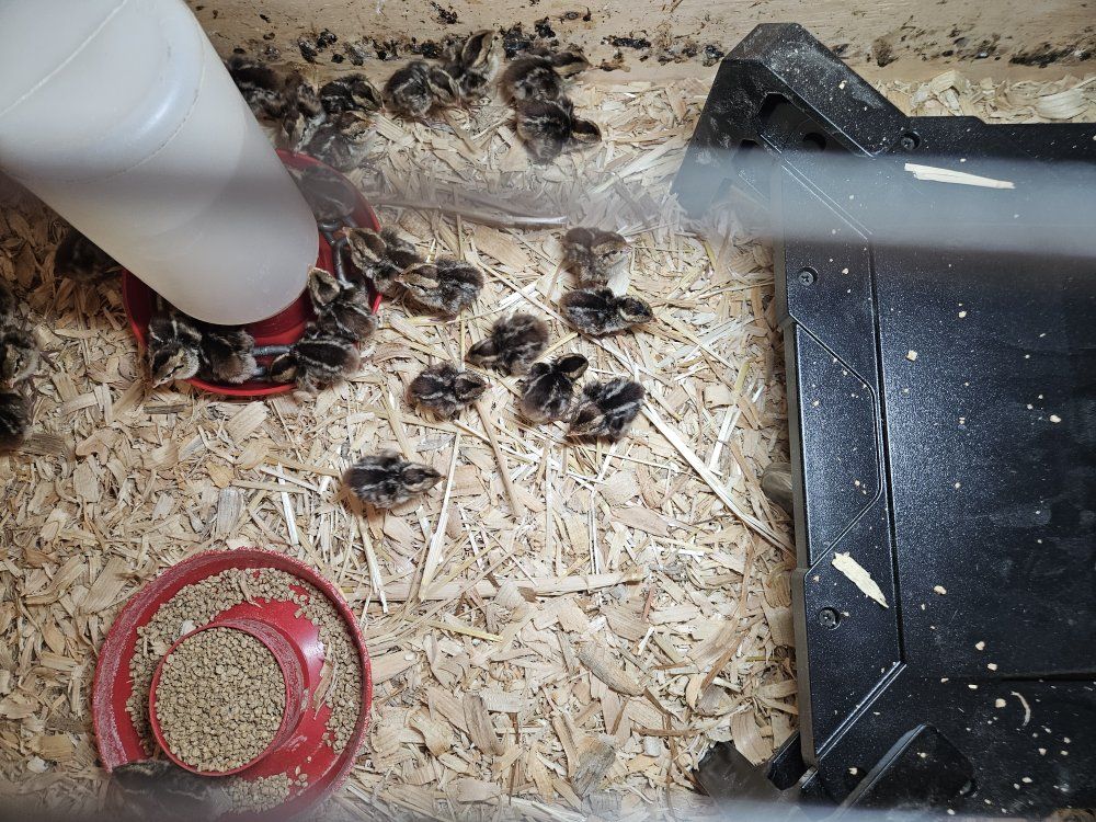 Bob White quail chicks