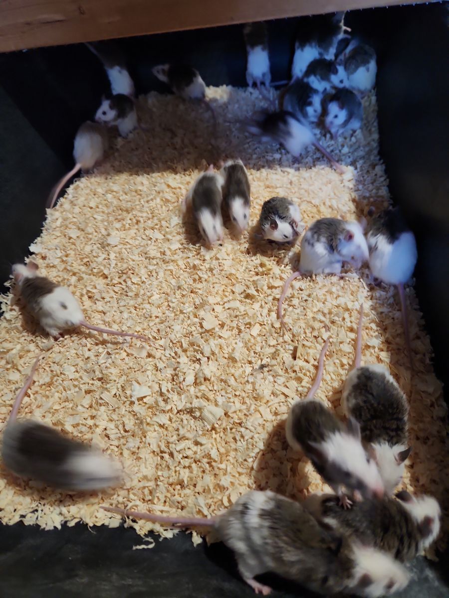 Medium ASF Rats for Sale