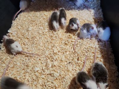 Medium ASF Rats for Sale