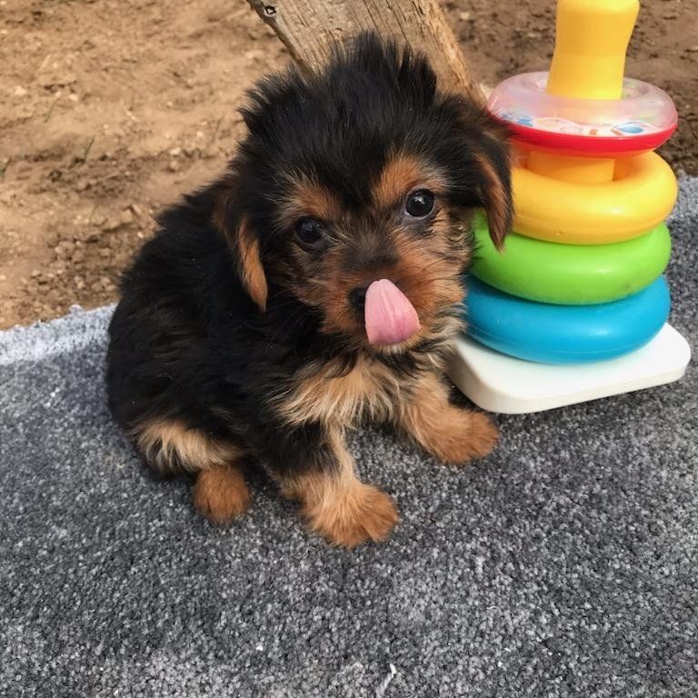 Purebred Yorkie Pups