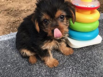 Purebred Yorkie Pups