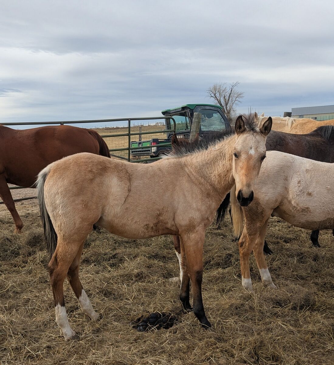 AQHA Buckskin Colt