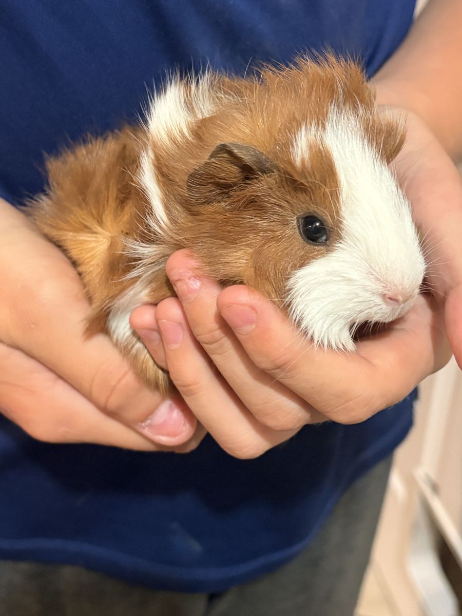 Baby guinea pigs