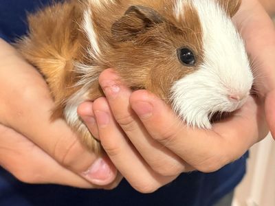 Baby guinea pigs